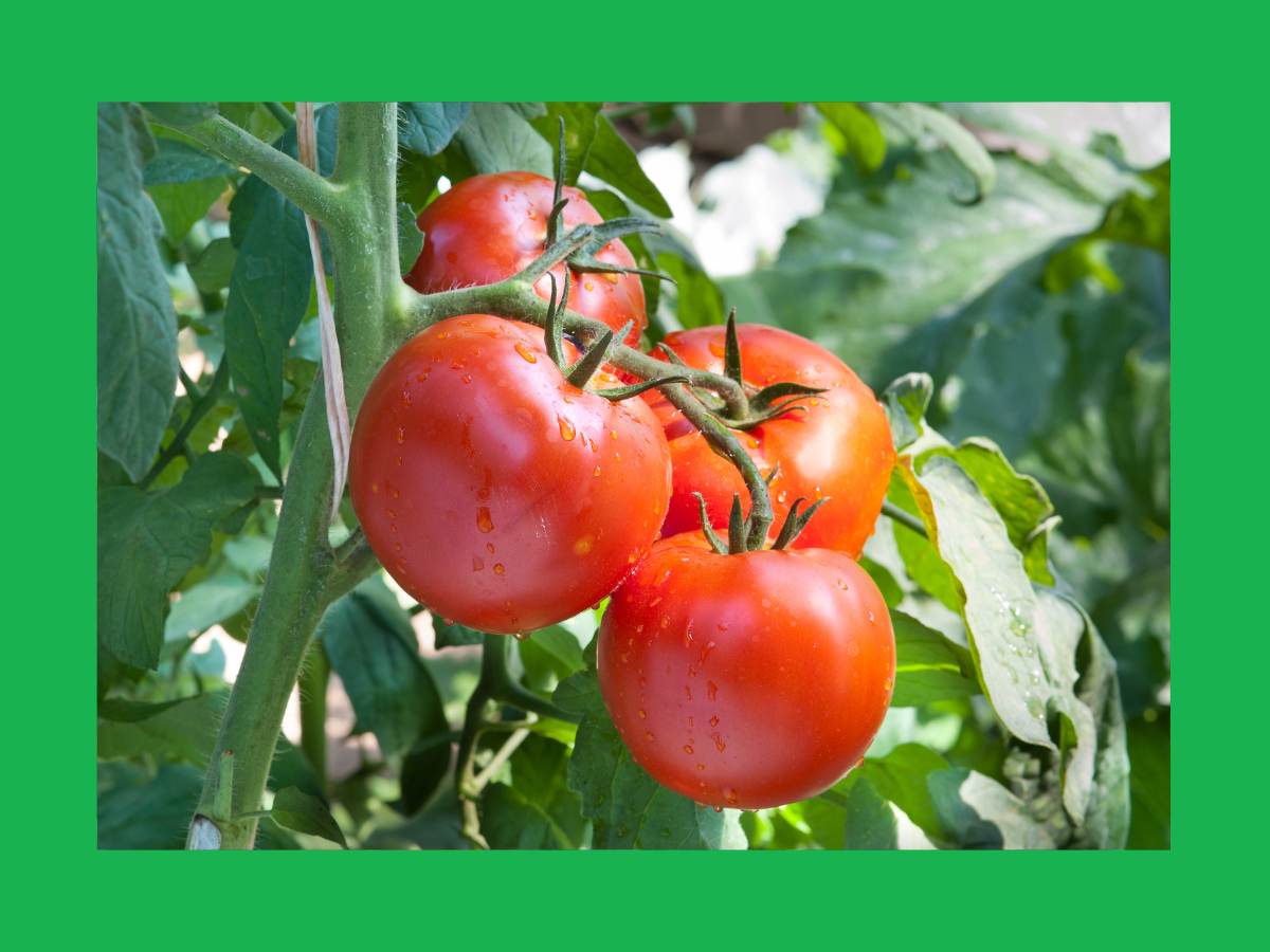 Tomatoes on the vine
